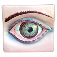 Human Eyes Model