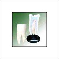 Teeth Model