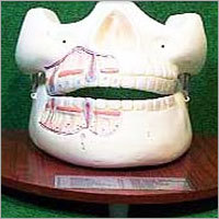 Biological Teeth Model