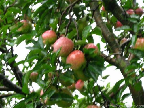 fresh apples