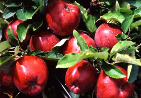 fresh apple.
