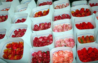 Cut Roses