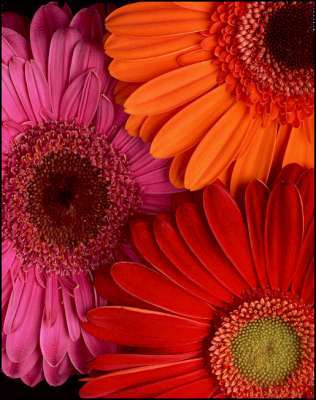 Gerbera