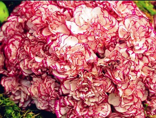 Carnation