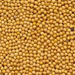 mustard