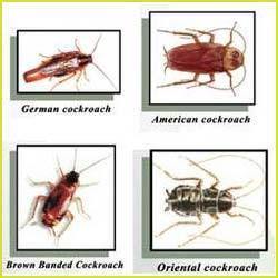 Cockroaches Gel Treatment