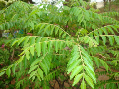 Curry Leaves