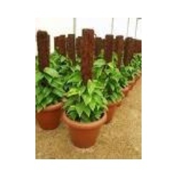 Coco Peat Grow Poles