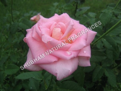 Rose Absolute By SHUBHAM NATURAL FRAGRANCES