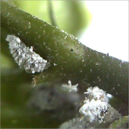 Insect on the Stem&Leaf of the Tree