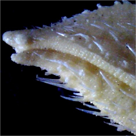 Opeque Surface of Paddy Seed