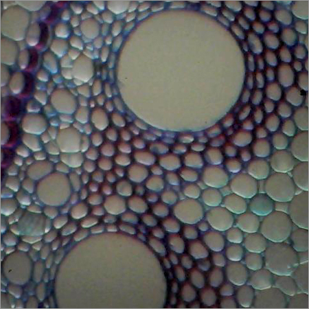 3D Photo of Dicot Stem (T.S.)