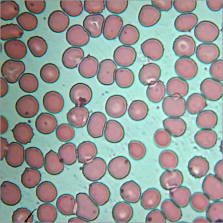 3D Photo of Human Blood Cell (R.B.C.)