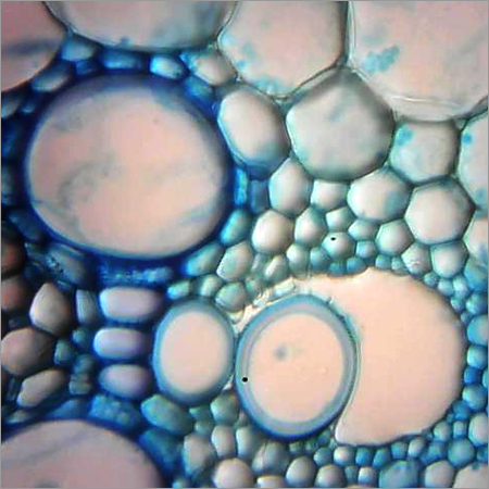 3D Pic of Monocot Stem (T.S.)