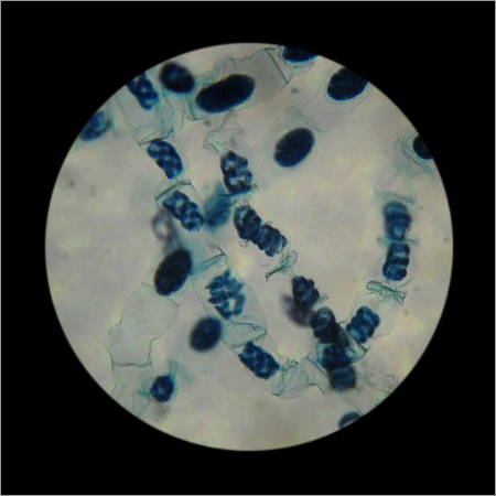 Spirogira