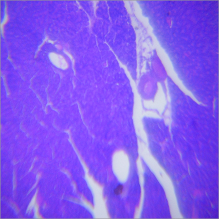 Mamals Pancreas