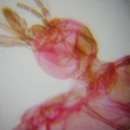 Mouth Part of Mosquoto