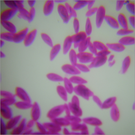 Paramoecium