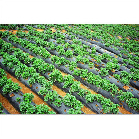 Plastic Mulch Film