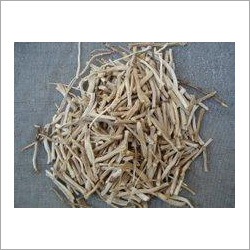 Shatavari Herbs