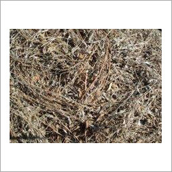 Shankhpushpi Extract