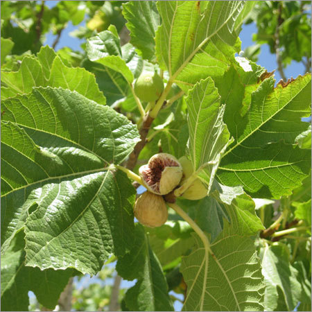 Healthy Dry Fig