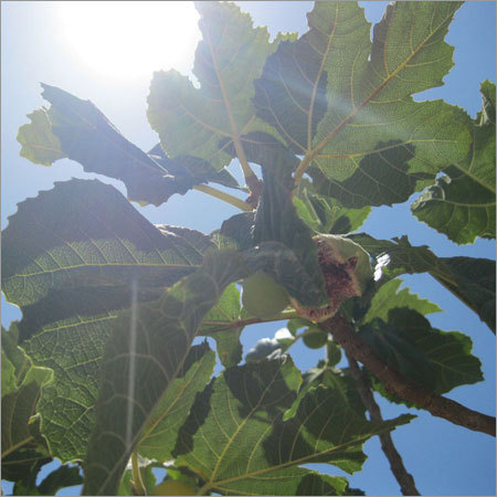 Bulk Dry Figs