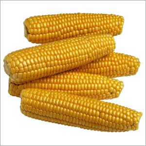 Yellow Maize