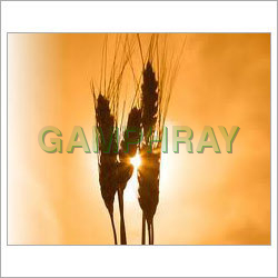 Psyllium Husk Whole / Powder