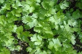 corinder leaf