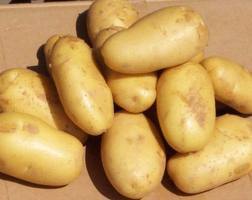 potato01
