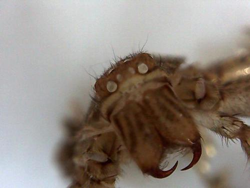 Mouth Part of Spider