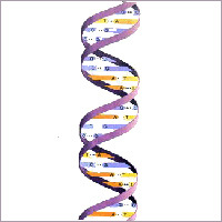 DNA Marker