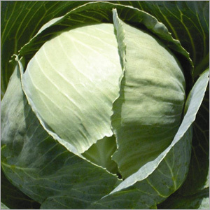 Fresh Vegetables