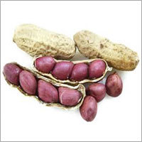 Peanut- Groundnut Oil Seeds
