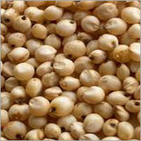 Sorghum Grains Seeds