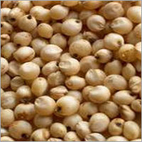 Sorghum Oil Seeds