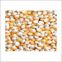 Maize