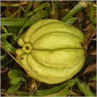 Fresh Kudampuli