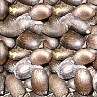 Karanj Seed