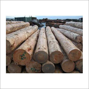 Timber Logs