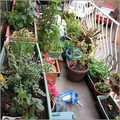 Balcony Garden