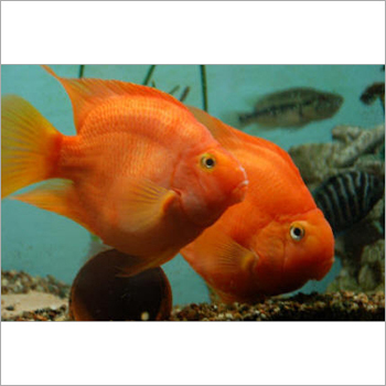 Aquarium Red Parro Fish