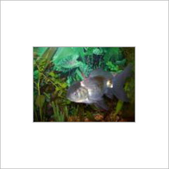 Oranda Gold Fish