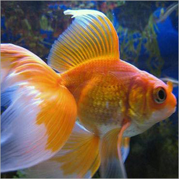 Aquarium Gold Fish - Aquarium Gold Fish Manufacturer, Service Provider ...