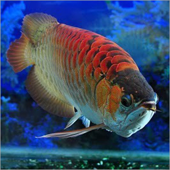 Arowana Fish