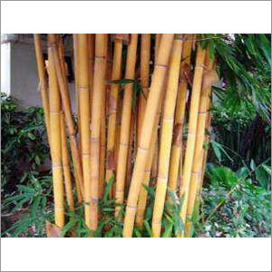 Bamboo Sticks