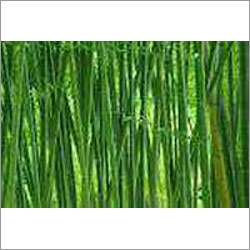 Bamboo