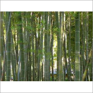 Raw Bamboo Sticks