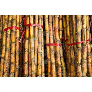 Bamboo